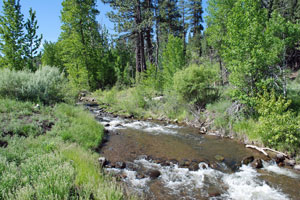 Cold Creek, Tahoe National Forest, CA